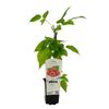 Malina Willamette / Golden Everest 26 cm BERRY&MORE™
