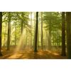 Plakat SUNBEAM FOREST 91.5 x 61 cm