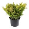 Jałowiec płożący 'Limeglow' 25 - 30 cm