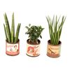 Rośliny MIX Easy Care w ceramicznej osłonce 40 cm