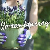 Lawenda w domu. Co musisz wiedzieć o jej uprawie?