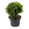 Żywotnik zachodni 'Danica' 20 - 25 cm