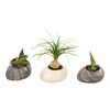 Rośliny MIX Easy Care w kamieniu 15 cm