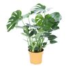 Monstera dziurawa 80 cm