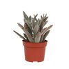 Żyworódka omszona 25 cm
