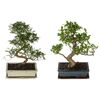 Bonsai MIX 40 cm