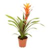 Guzmania Orangeade 65 cm