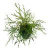 Tuja 'Kager's Beauty' 30 - 40 cm (Żywotnik olbrzymi)