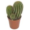 Kaktus MIX 12 cm