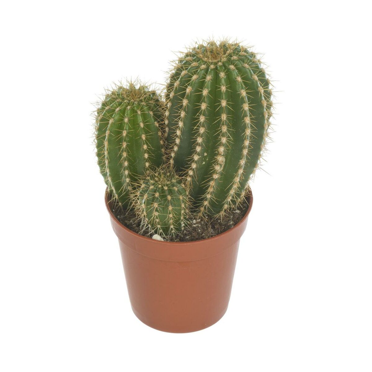 Kaktus MIX 12 cm - Kwiaty doniczkowe - w atrakcyjnej cenie w ...