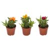 Aloes ozdobny Squarrosa MIX 15 cm