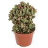 Kaktus MIX 18 cm