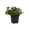Sanwitalia 10 - 15 cm