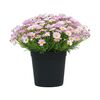 Margerytka (Złocień krzewiasty) MIX 50 - 60 cm