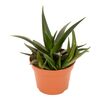 Haworcja West Jogoo 20 cm