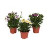 Roślina kępiasta MIX Osteospermum 15 - 20 cm