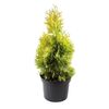 Żywotnik zachodni 'Maria' 30 - 40 cm
