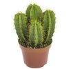 Kaktus Rainbow MIX 13 cm