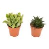 Grubosz Undilatifolia / Haworcja Limifolia 10 cm