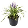 Liriope szafirkowata