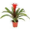 Guzmania 'Hope Red' 50 cm