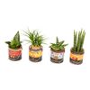 Rośliny MIX Easy Care w ceramicznym wiaderku 15 cm