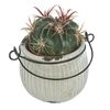 Kaktus w ozdobnej osłonce ceramicznej MIX 7.5 cm