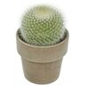 Kaktus w ozdobnej osłonce ceramicznej MIX 12.5 cm