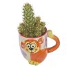 Kaktus w ozdobnej osłonce ceramicznej MIX 10 cm
