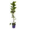 Morwa jadalna MIX 90 cm