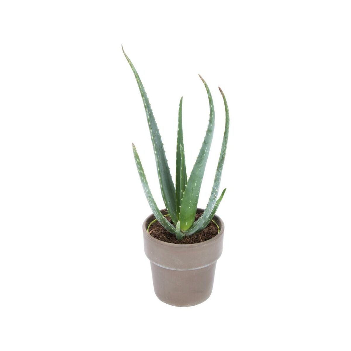 Aloes Zwyczajny 35 Cm Kaktusy I Sukulenty W Atrakcyjnej Cenie W Sklepach Leroy Merlin