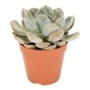 Eszeweria Garoto 15 cm