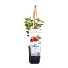 Agrest Hinnonmaki Green / Rot 26 cm BERRY&MORE™