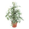 Figowiec MIX 85 cm