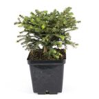 Świerk pospolity 'Nidiformis' 20 - 30 cm