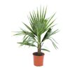 Waszyngtonia robusta 55 cm