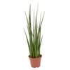 Sansewieria bacularis Mikado 60 cm