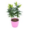 Lilia Orientalna MIX 45 cm