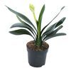 Kliwia MIX 45 cm