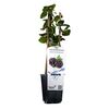 Jeżyna BEZKOLCOWA 26 cm BERRY&MORE™