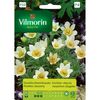 Sasanka dzwonkowata WHITE SWAN nasiona tradycyjne 0.1 g VILMORIN