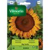 Słonecznik BIG SMILE nasiona tradycyjne 0.5 g VILMORIN