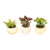 Sukulenty w ceramice MIX 17 cm