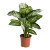 Difenbachia 'Tropic Snow' 80 cm