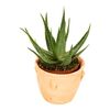 Aloes drzewiasty w dzbanie 35 cm