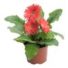 Gerbera MoreLIPS® MIX 25 cm