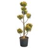 Cyprysik Lawsona 'Ivonne' PONPON 100 - 120 cm