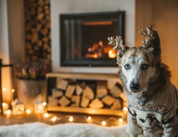 Święta ze zwierzakami. Jakie dekoracje świąteczne będą bezpieczne w mieszkaniu z psem i kotem?