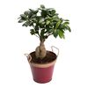 Bonsai Ficus Ginseng 50 cm
