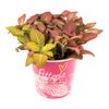 Fitonia MIX 20 cm